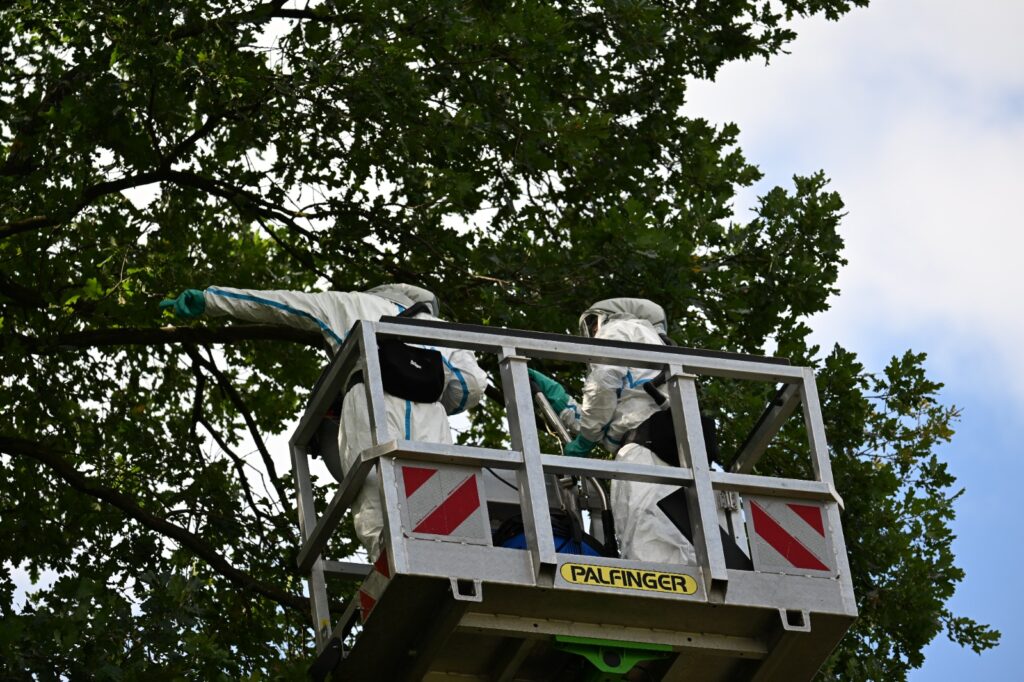 Hubarbeitsbühne mit Schutzanzug-Team an einer Eiche – EPS-Einsatz Cottbus