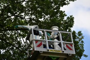 Hubarbeitsbühne mit Schutzanzug-Team an einer Eiche – EPS-Einsatz Cottbus
