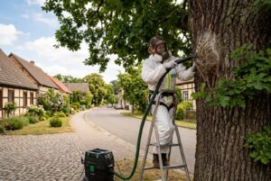 Eichenprozessionsspinner-Nest wird im Vollschutz abgesaugt – Cottbus