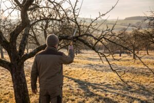 Obstbaumschnitt im Winter – Baumpflege Hahm Cottbus