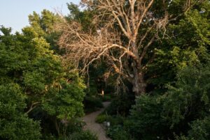 Totholz in der Baumkrone über einem Gartenweg
