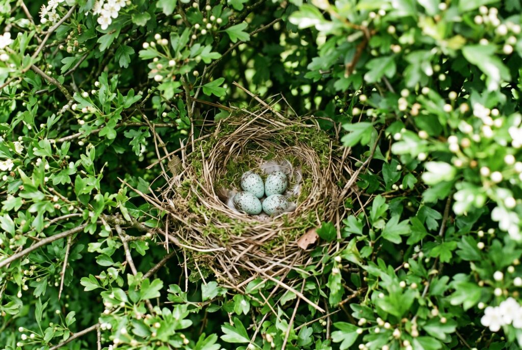 Vogelnest in einer Hecke – Schutzzeit beim Heckenschnitt