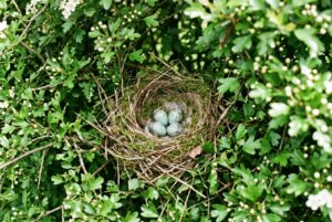 Vogelnest in einer Hecke – Schutzzeit beim Heckenschnitt