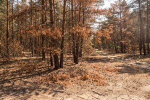 Trockenschäden an Kiefern in Brandenburg